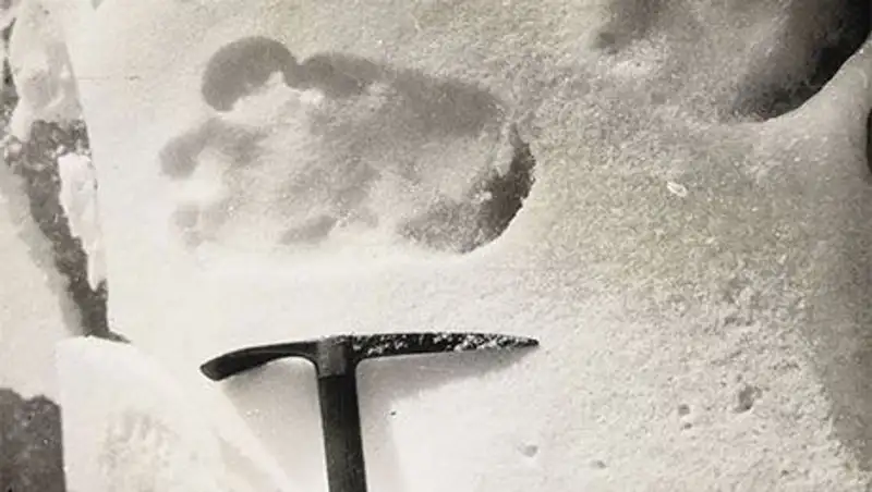 Генетики выяснили, кому на самом деле принадлежит шерсть «снежного человека»