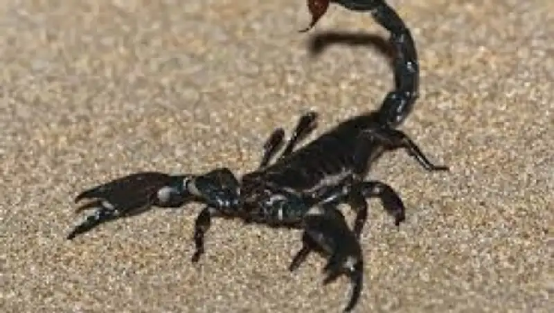 Пассажирку рейса авиакомпании Alaska Airlines в самолете ужалил скорпион