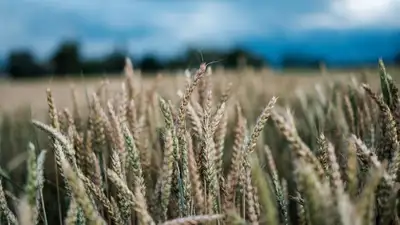 Зерно, сделка, Казахстан, Россия, фото - Новости Zakon.kz от 20.07.2023 15:06