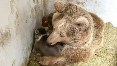 пресс-служба Алматинского зоопарка, фото - Новости Zakon.kz от 12.03.2021 12:27