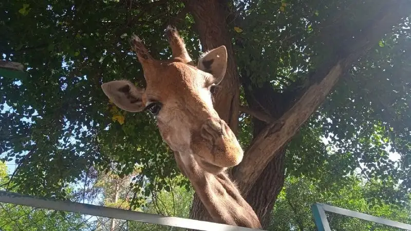 Чтобы не отморозить хвост: как Алматинский зоопарк готовится к зиме