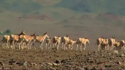 almatytv, фото - Новости Zakon.kz от 17.09.2020 22:38