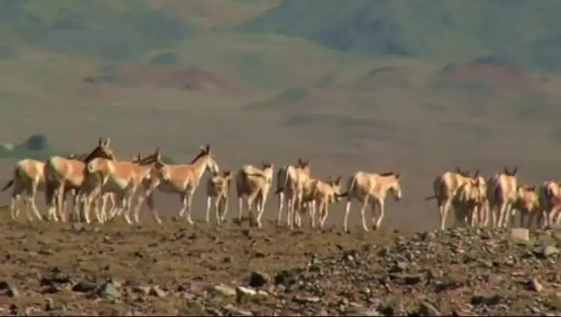 Жители Жамбылской области охотились на краснокнижных животных