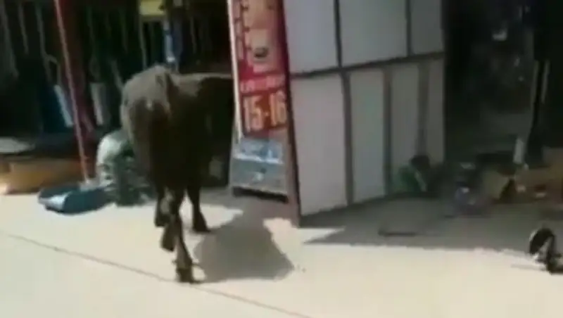 Энсьерро по-казахстански: бык разгромил рынок в Алматинской области