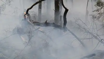 пожар в лесу, фото - Новости Zakon.kz от 02.07.2023 19:25