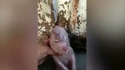 Кадр из видео, фото - Новости Zakon.kz от 09.07.2018 14:37