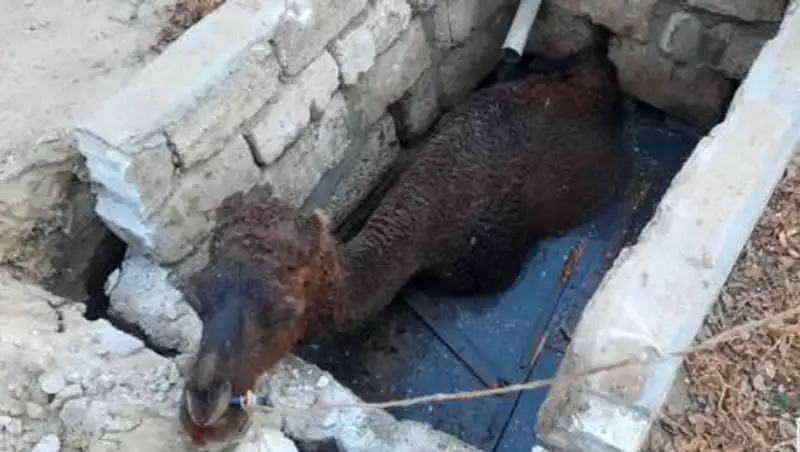 Спасатели вызволили провалившегося в септик верблюда в Мангистауской области