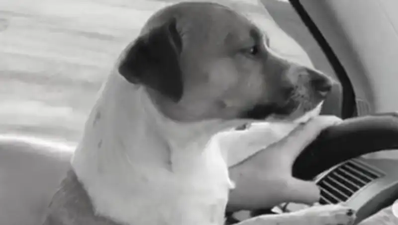 На убийцу собаки завели уголовное дело в Караганде