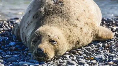Мангистауские рыбаки требуют выяснить причины гибели тюленей на Каспии, фото - Новости Zakon.kz от 18.05.2023 05:24