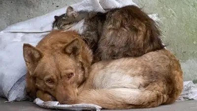 Zakon.kz, фото - Новости Zakon.kz от 23.08.2017 19:35