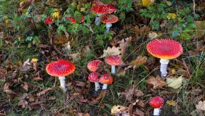 Zakon.kz, фото - Новости Zakon.kz от 12.12.2014 22:50