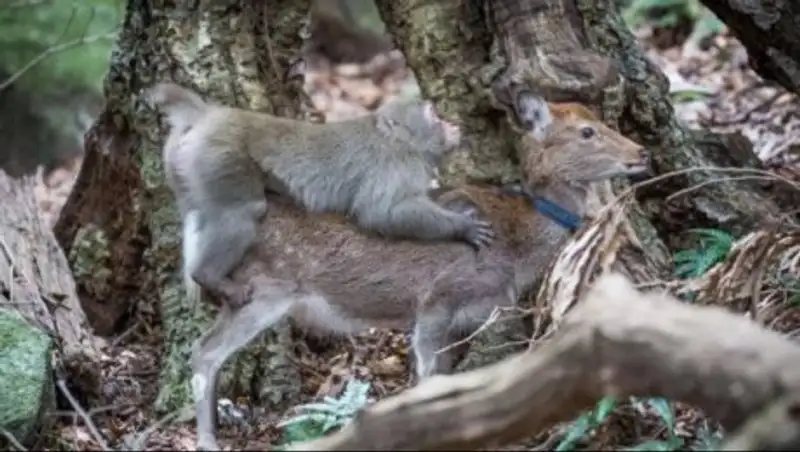 Дикие обезьяны стали массово насиловать японских оленей