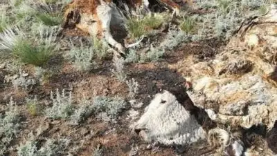 osa_news_vko, фото - Новости Zakon.kz от 15.06.2021 21:23