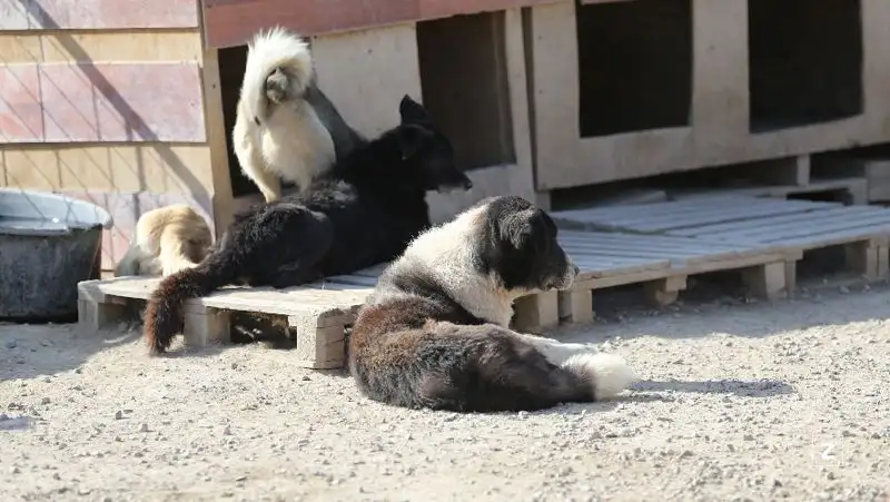 В Усть-Каменогорске случайные прохожие спасли школьницу от нападения стаи бродячих собак