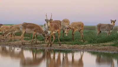 В Западном Казахстане проведут экспертизу после гибели сайгаков, фото - Новости Zakon.kz от 14.10.2022 09:52