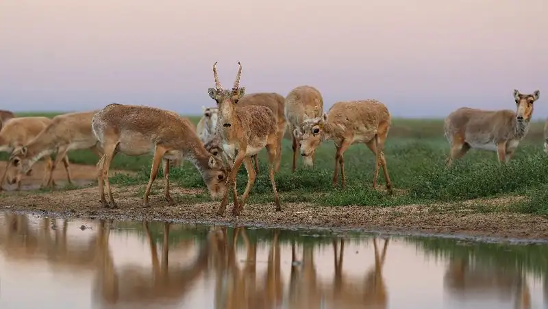 В Западном Казахстане проведут экспертизу после гибели сайгаков