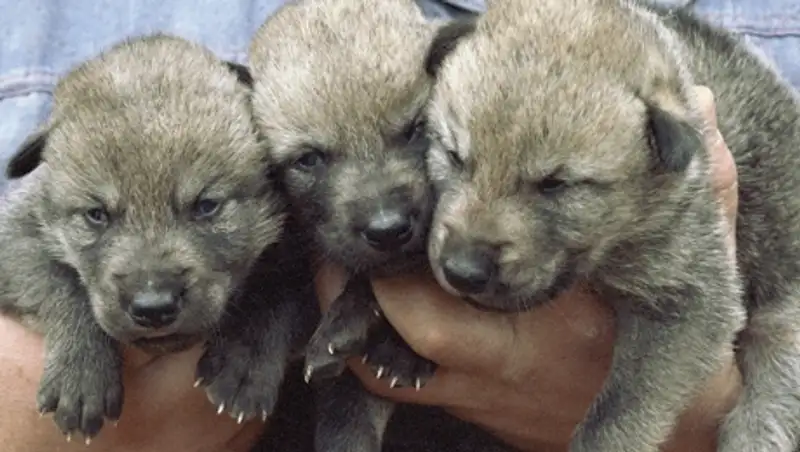 Подпольная торговля животными велась в зоопарке Караганды