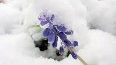 pixabay.com, фото - Новости Zakon.kz от 11.03.2021 15:10