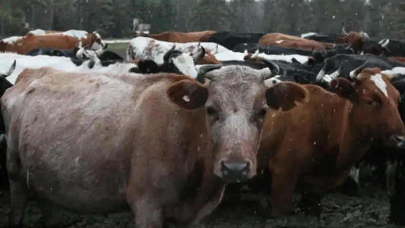 Вспышка бруцеллеза у коров зафиксирована в Северном Казахстане 