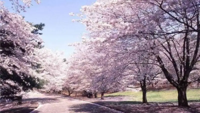 В Японии официально началась весна