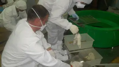 радиация опыты живой организм, фото - Новости Zakon.kz от 21.09.2022 11:28