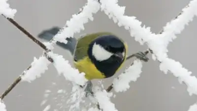 Zakon.kz, фото - Новости Zakon.kz от 26.01.2015 23:08