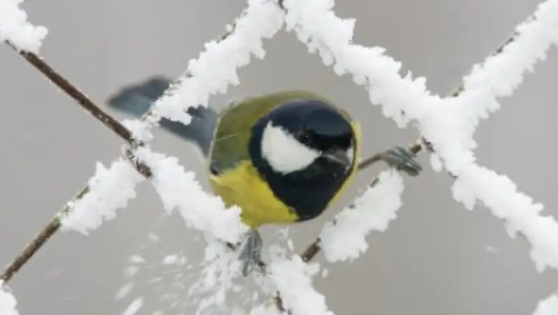 На большей части Казахстана морозы начнут ослабевать только к 29 января