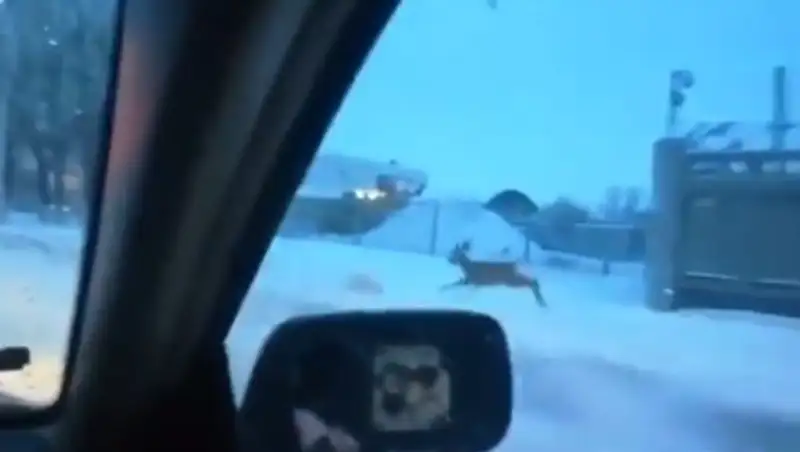 Косуля попала на видео на улице Усть-Каменогорска