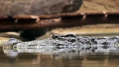 алматы, крокодил, юбилей, фото - Новости Zakon.kz от 20.01.2022 09:28