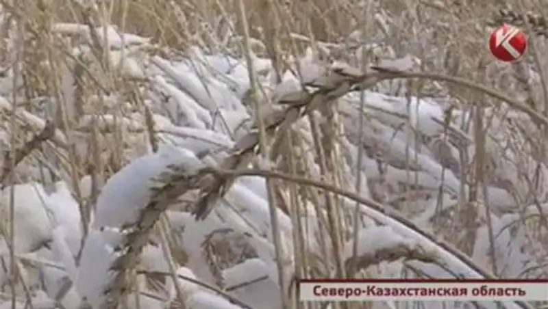На полях Северного Казахстана комбайны молотят зерно в снег и мороз