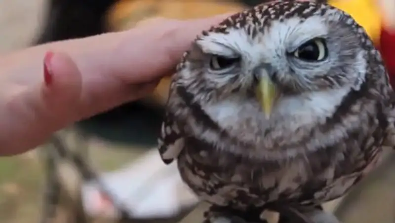 Мимишные видео недели