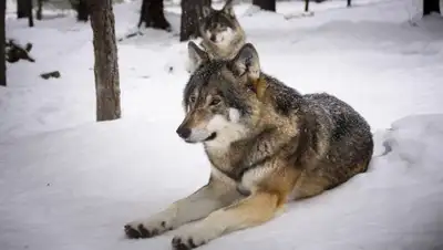 pxhere.com, фото - Новости Zakon.kz от 16.02.2019 01:39