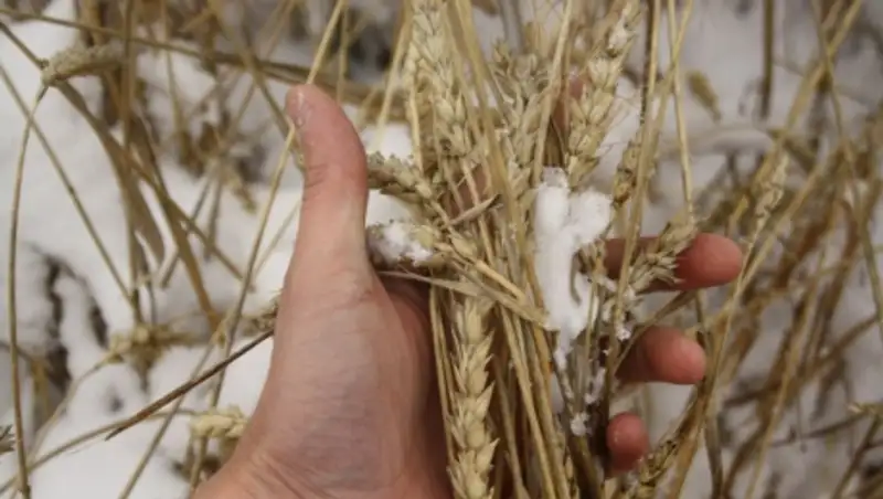 Министр сельского хозяйства признал, что часть урожая-2015 остается под снегом