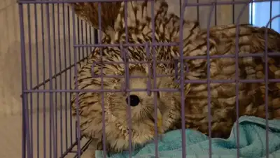 В Костанайской области жители спасают краснокнижных птиц, фото - Новости Zakon.kz от 09.11.2022 19:42