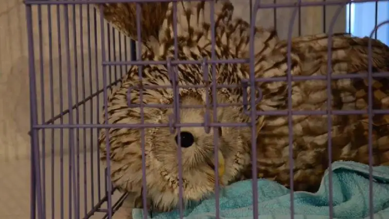 Краснокнижных птиц спасают жители Костанайской области