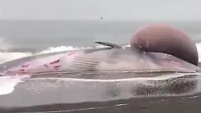 Zakon.kz, фото - Новости Zakon.kz от 26.03.2017 03:11