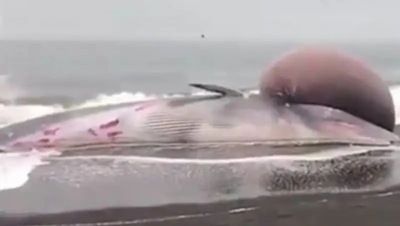 Мертвый кит с огромной странной шишкой шокировал туристов