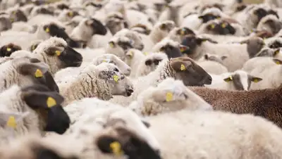 ДТП в Алматинской области, стадо овец, фото - Новости Zakon.kz от 21.05.2022 15:52