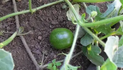 Zakon.kz, фото - Новости Zakon.kz от 29.07.2016 06:07