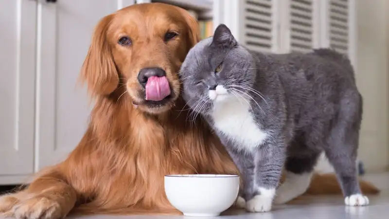 Из-за роста цен немцы стали чаще отдавать своих питомцев