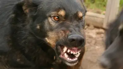 Zakon.kz, фото - Новости Zakon.kz от 27.06.2015 19:36