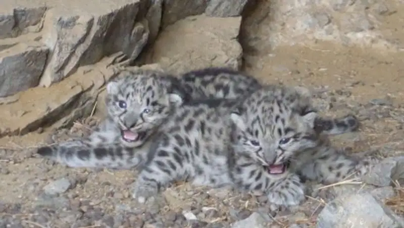 Редкое явление: Исследователи обнаружили детенышей барса в горах Монголии