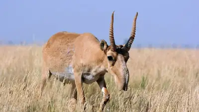 Охота на сайгаков , фото - Новости Zakon.kz от 23.08.2022 11:23