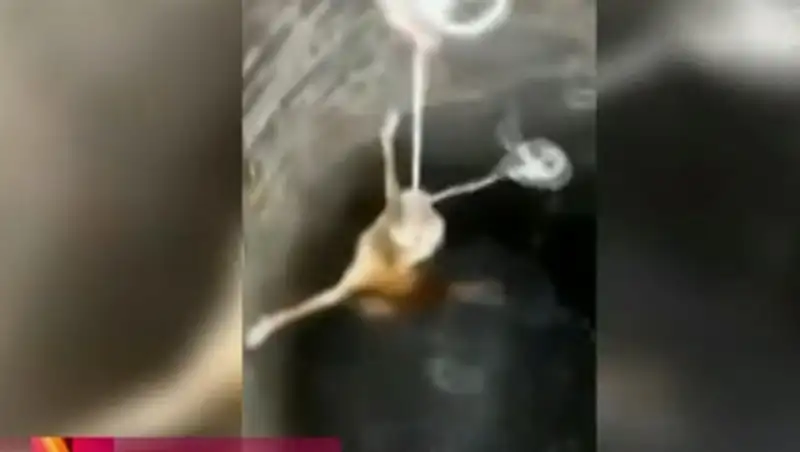 Ролик о спасении собаки из колодца стал хитом в интернете