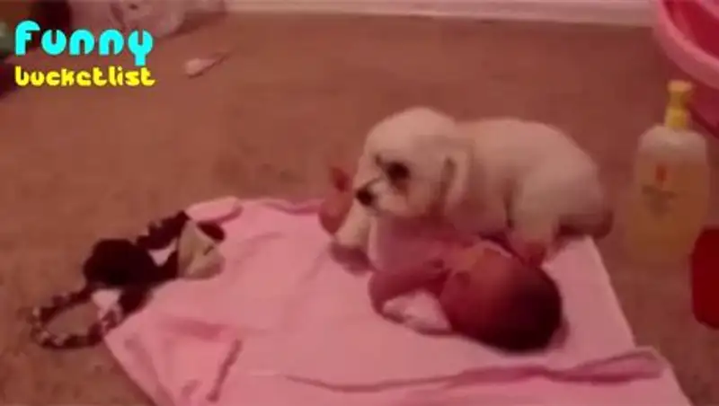 Защитивший младенца щенок стал звездой YouTube