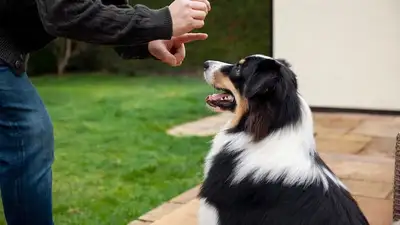 собака, фото - Новости Zakon.kz от 28.05.2023 14:10