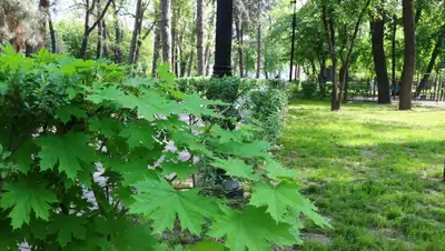 деревья, весна , фото - Новости Zakon.kz от 27.04.2022 10:34