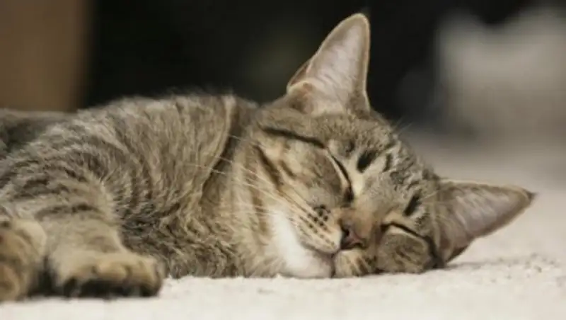 Раскрыта тайна происхождения домашних кошек