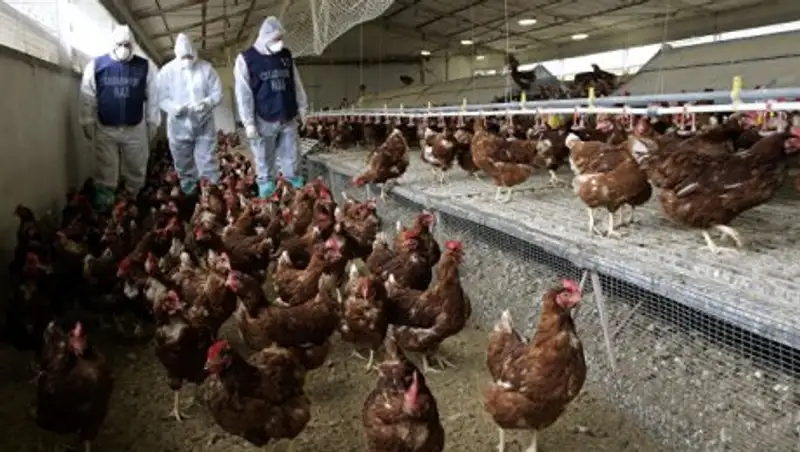 В Тайване уничтожили почти 26 тысяч уток и кур из-за птичьего гриппа