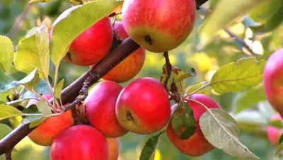 Zakon.kz, фото - Новости Zakon.kz от 12.07.2016 15:50